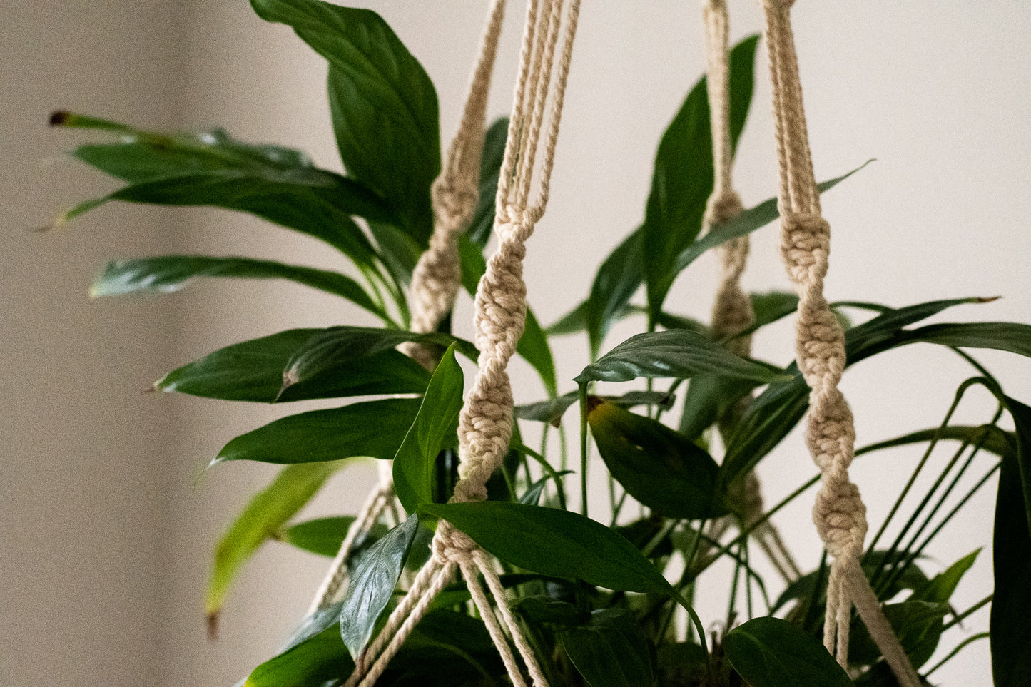 Spiral Macrame Plant Hanger