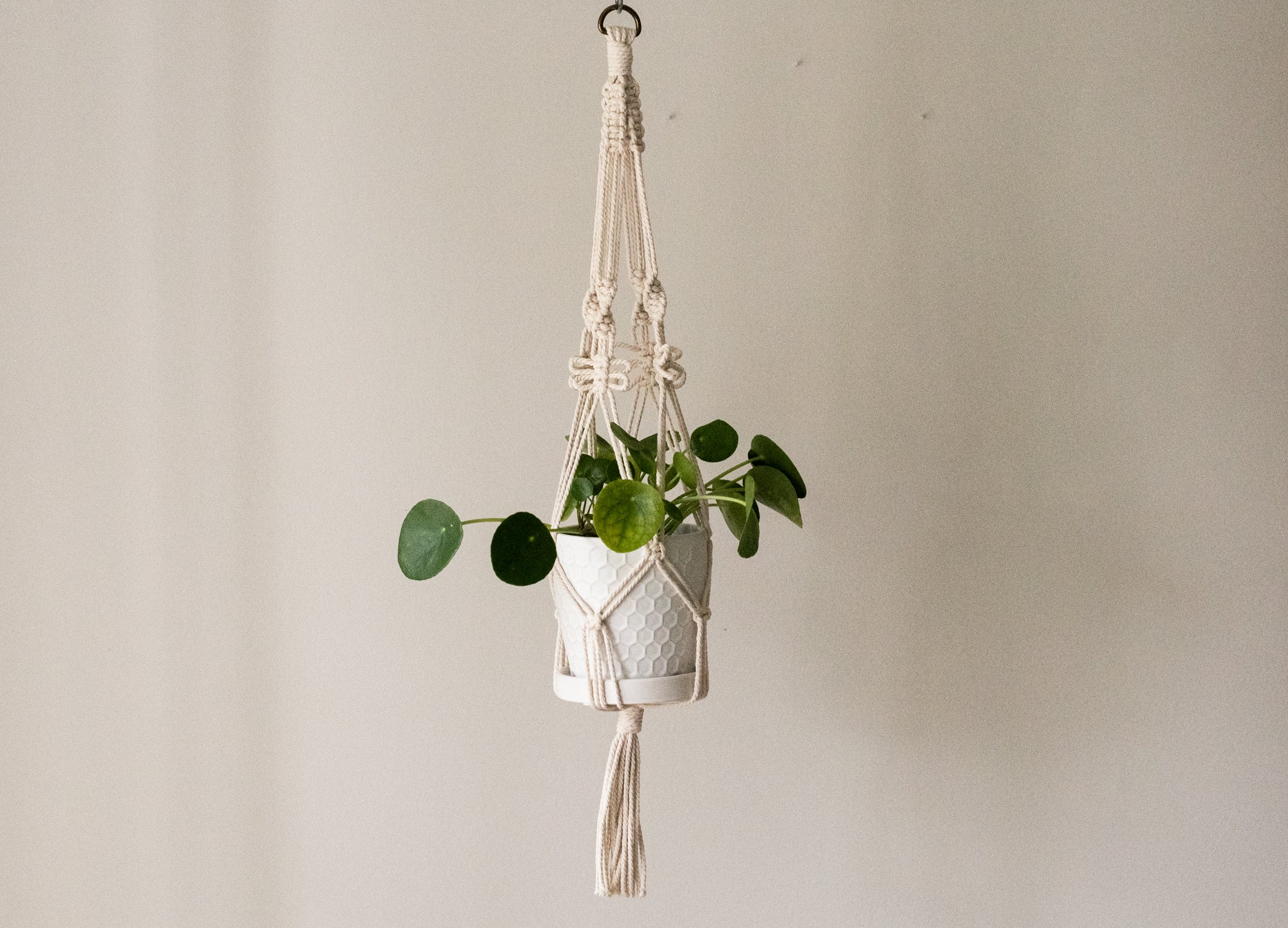 butterfly plant hanger Butterfly Macrame Plant Hanger – The Pennington House