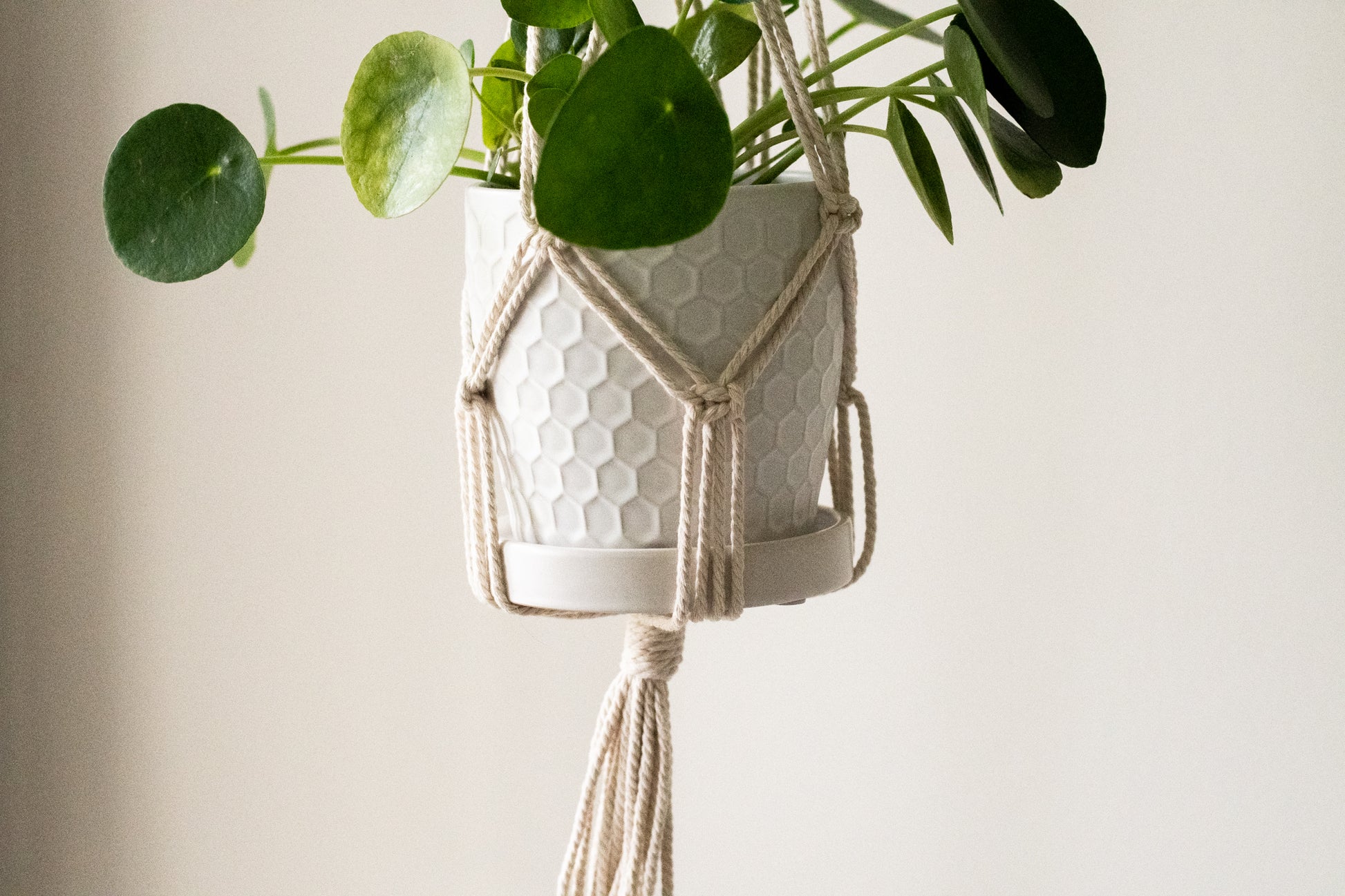 butterfly plant hanger Butterfly Macrame Plant Hanger – The Pennington House